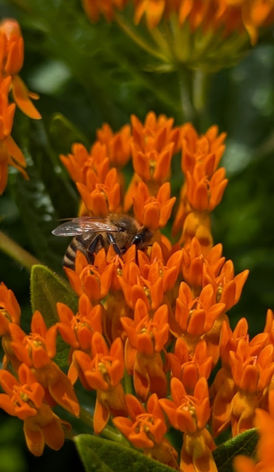A bee perched on vibrant orange flowers surrounded by green foliage.