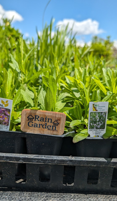Small potted plants labeled "Rain Garden" and images of flowers, under a sunny blue sky.