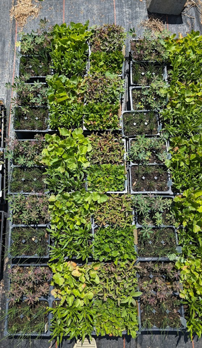 Trays of various green plants organized in a grid pattern on a black surface.