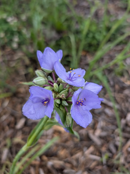 Cluster of purple flowers with green stems and leaves, surrounded by grass and bark-covered ground.