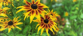 Bright yellow and orange flowers with dark centers, surrounded by green foliage.