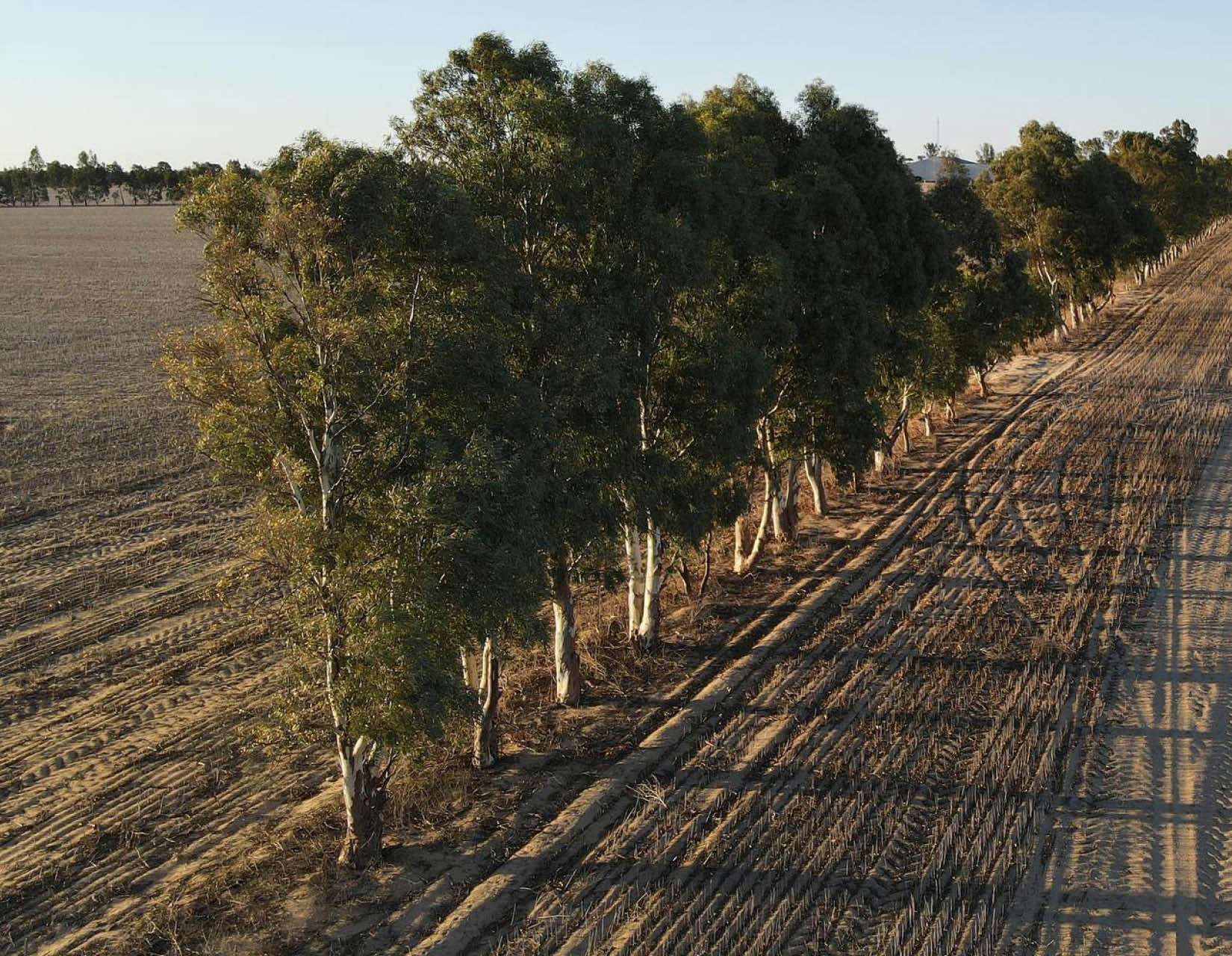 A row of green trees alongside plowed agricultural fields under a clear sky.