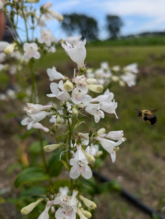 White flowers with a bee hovering nearby, set against a grassy background.