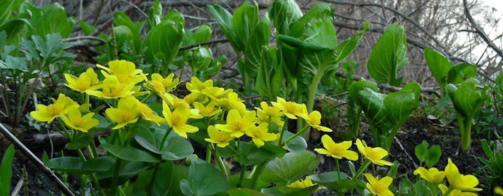 Bright yellow flowers and lush green leaves in a natural setting.