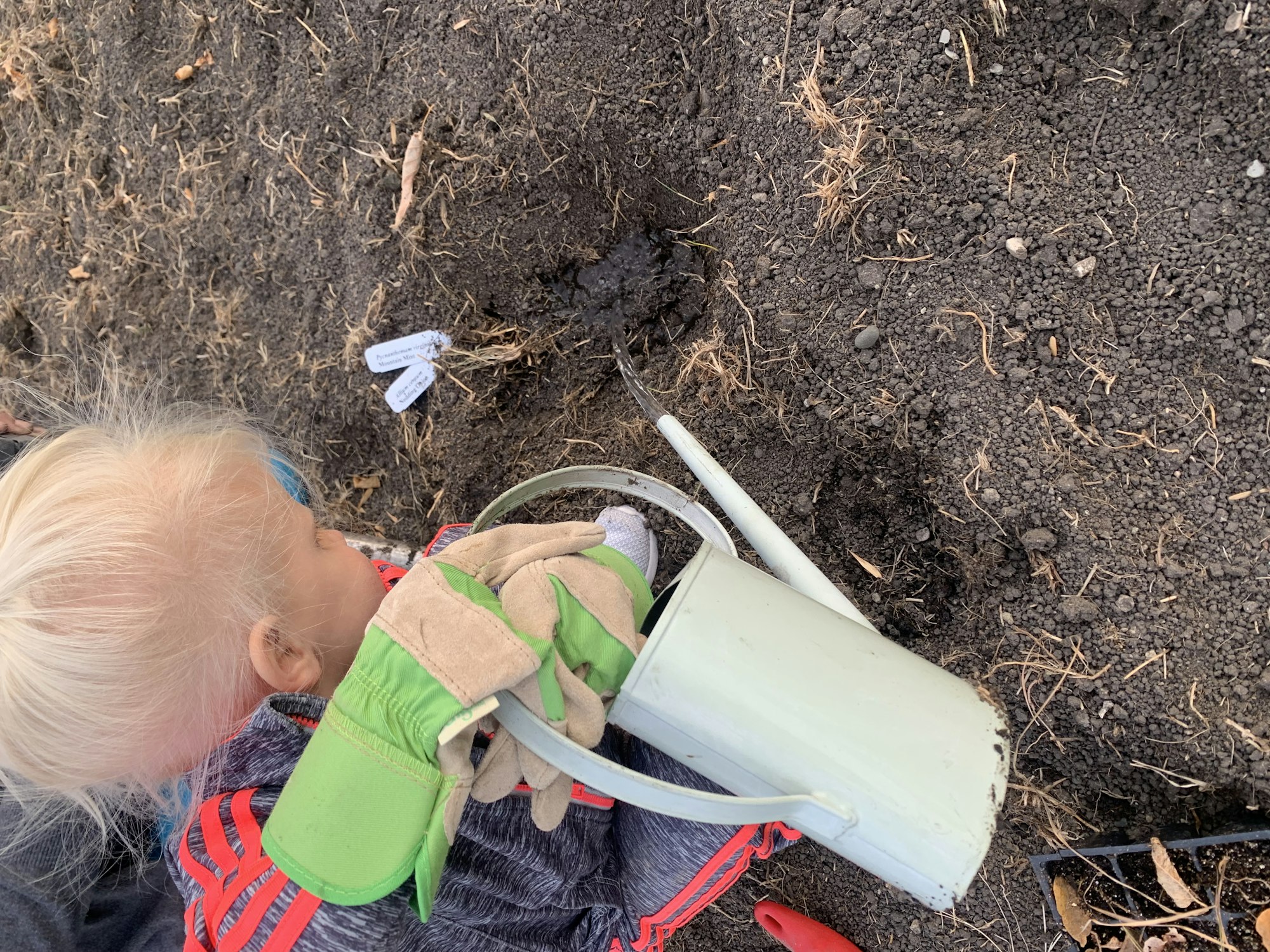 Child gardening, holding a watering can over soil, wearing green gloves and colorful clothing.