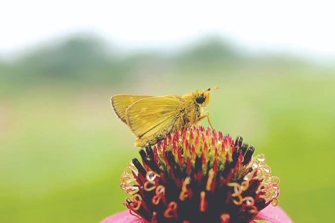 A small yellowish-brown butterfly perched on a vibrant, blooming flower with a blurred green background.