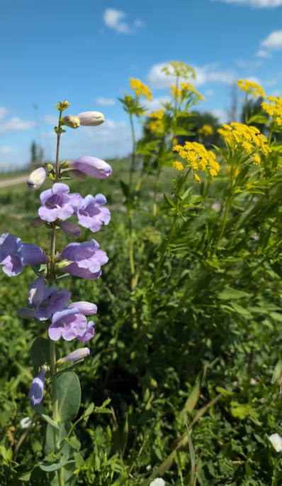 Purple and yellow wildflowers in a grassy field under a blue sky with clouds.