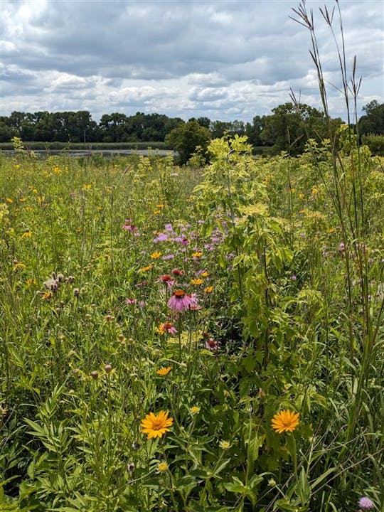 A lush meadow with a variety of wildflowers and grasses under a partly cloudy sky.