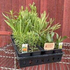 Tray of potted plants labeled "Monarch Special," possibly milkweed, on a red background.