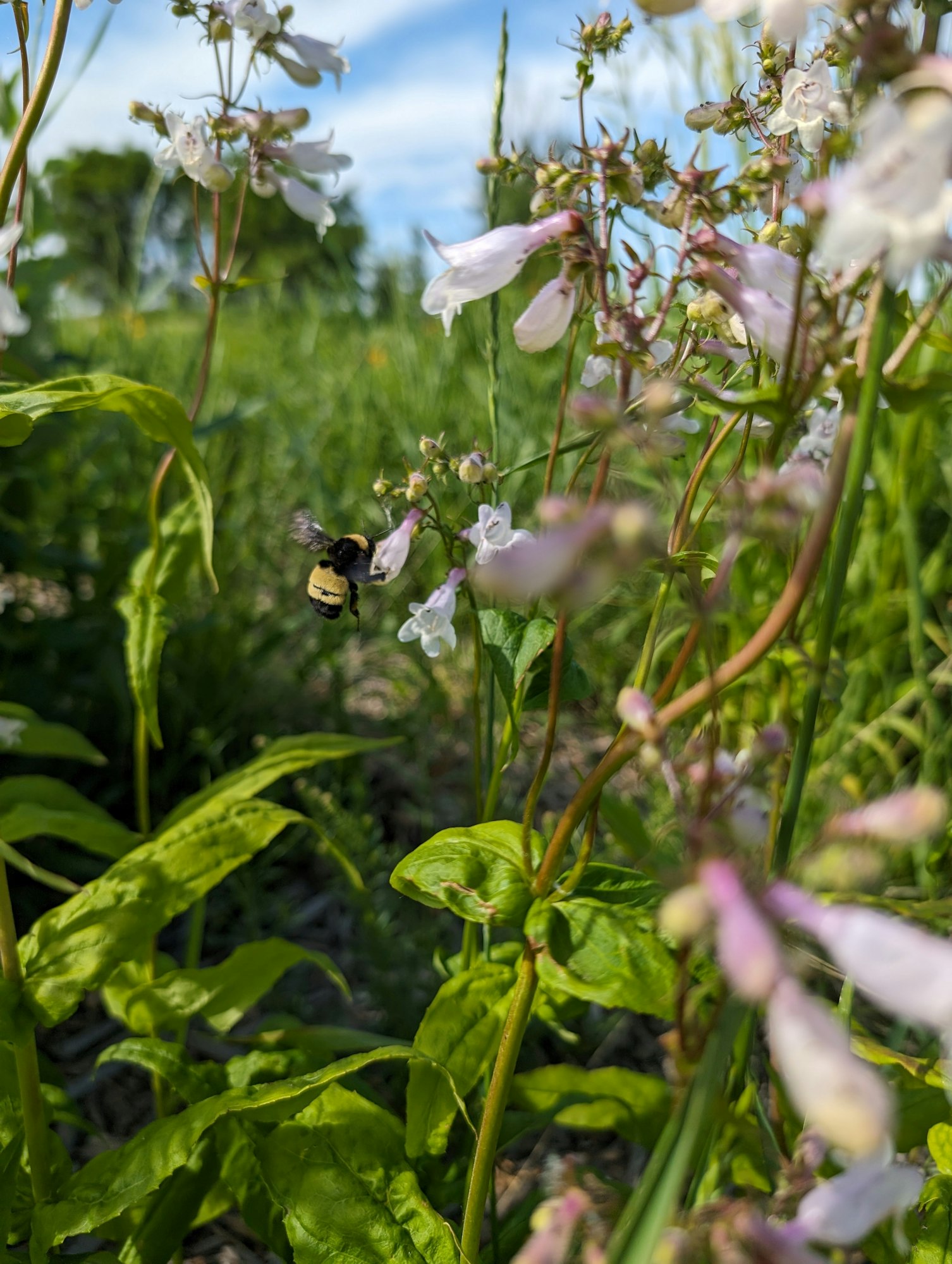 A bee hovers near delicate pink and white flowers in a sunny garden setting.