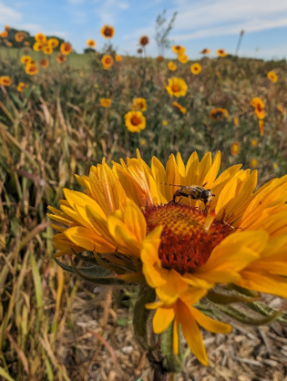 A bee on a vibrant yellow flower in a field of similar flowers under a blue sky.