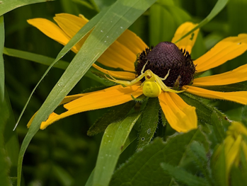 A yellow crab spider is perched on a black-eyed Susan flower among green leaves.