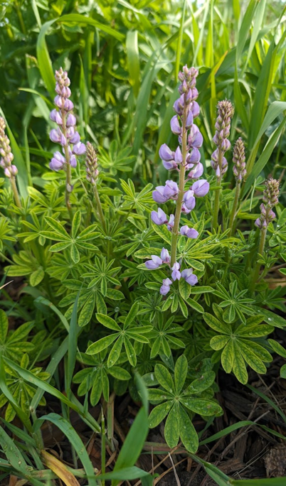 Purple lupine flowers surrounded by green foliage and grass.