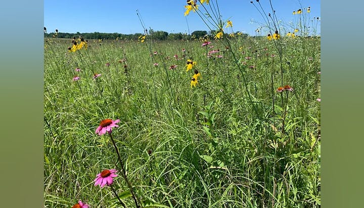 May contain: field, grassland, nature, outdoors, countryside, meadow, rural, daisy, flower, plant, vegetation, grass, person, horizon, and sky