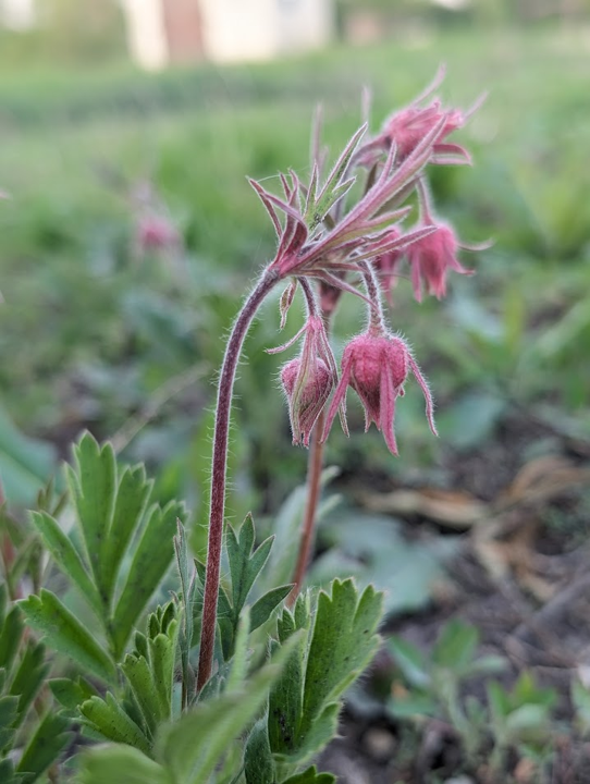 Pink wildflowers with fuzzy stems and leaves in a natural setting.