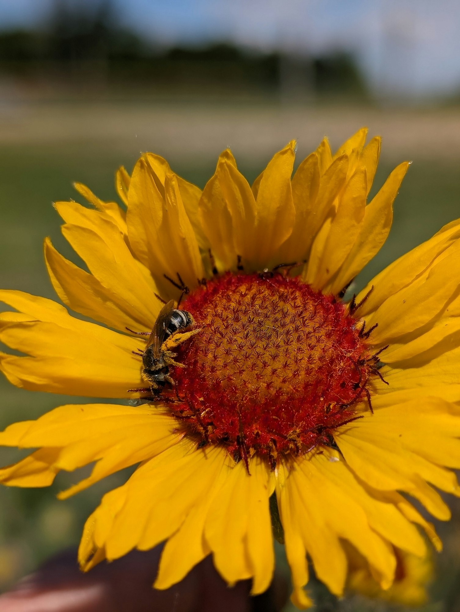 A bee on a vibrant yellow and red flower in a field.