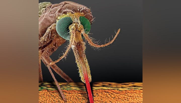 A highly detailed close-up of a mosquito, showing its compound eyes and proboscis on a textured surface.