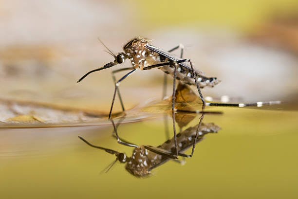 A mosquito on water surface with reflection.