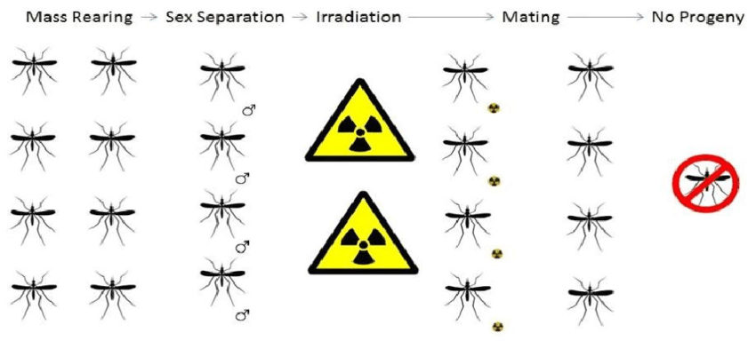 Diagram showing mosquito pest control: mass rearing, male separation, irradiation, mating, leading to no offspring.