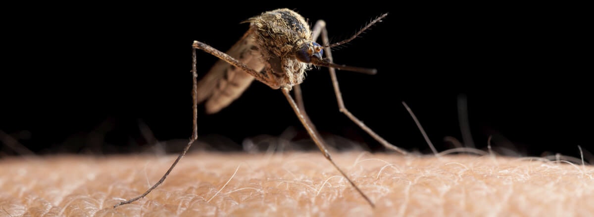 Close-up of a mosquito on skin.