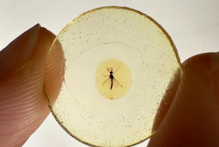 A small insect is encased in a clear, circular resin, held between two fingers.