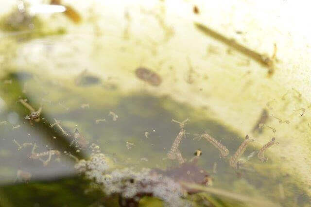 Mosquito larvae in a pool of stagnant water with some algae and debris.