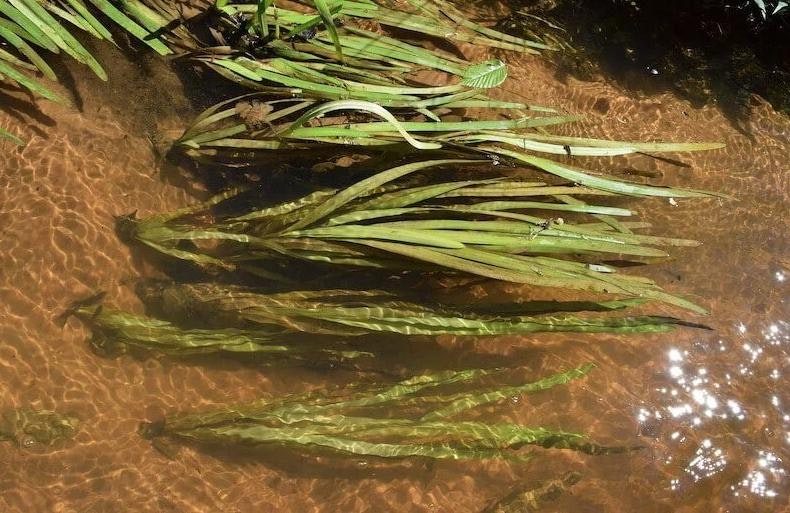 May contain: plant, vegetation, leaf, land, nature, outdoors, soil, pond, water, grass, and aquatic