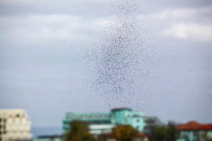 birds