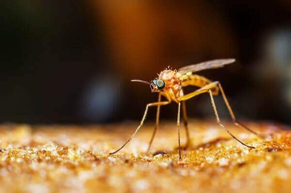 A close-up of a small yellow-orange insect with long legs and wings on a textured surface.