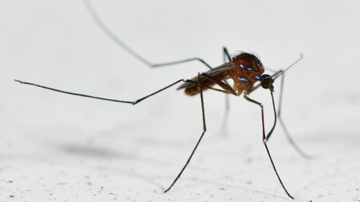A mosquito perched on a surface, showcasing its slender body, wings, and long legs.