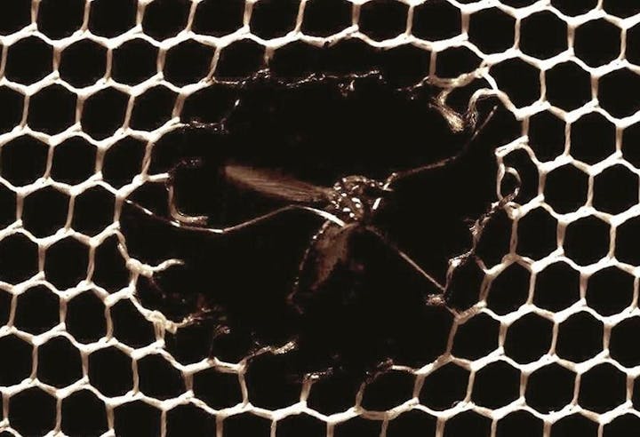 May contain: animal, bee, insect, invertebrate, wasp, food, honey, and honeycomb