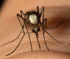 May contain: animal, insect, invertebrate, and mosquito