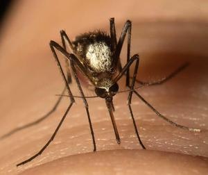 May contain: animal, insect, invertebrate, and mosquito