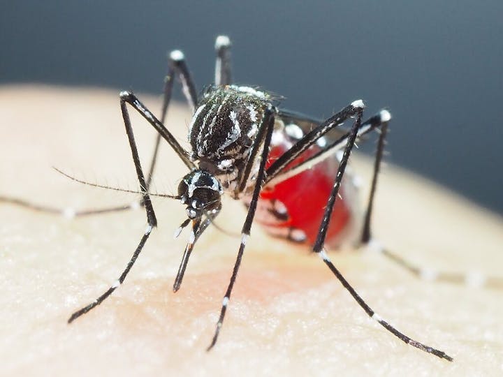 A mosquito feeding on human skin.