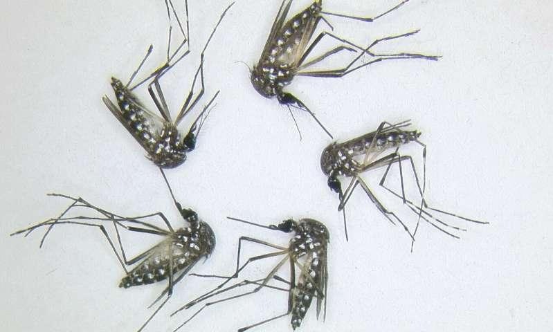 May contain: animal, insect, invertebrate, and mosquito