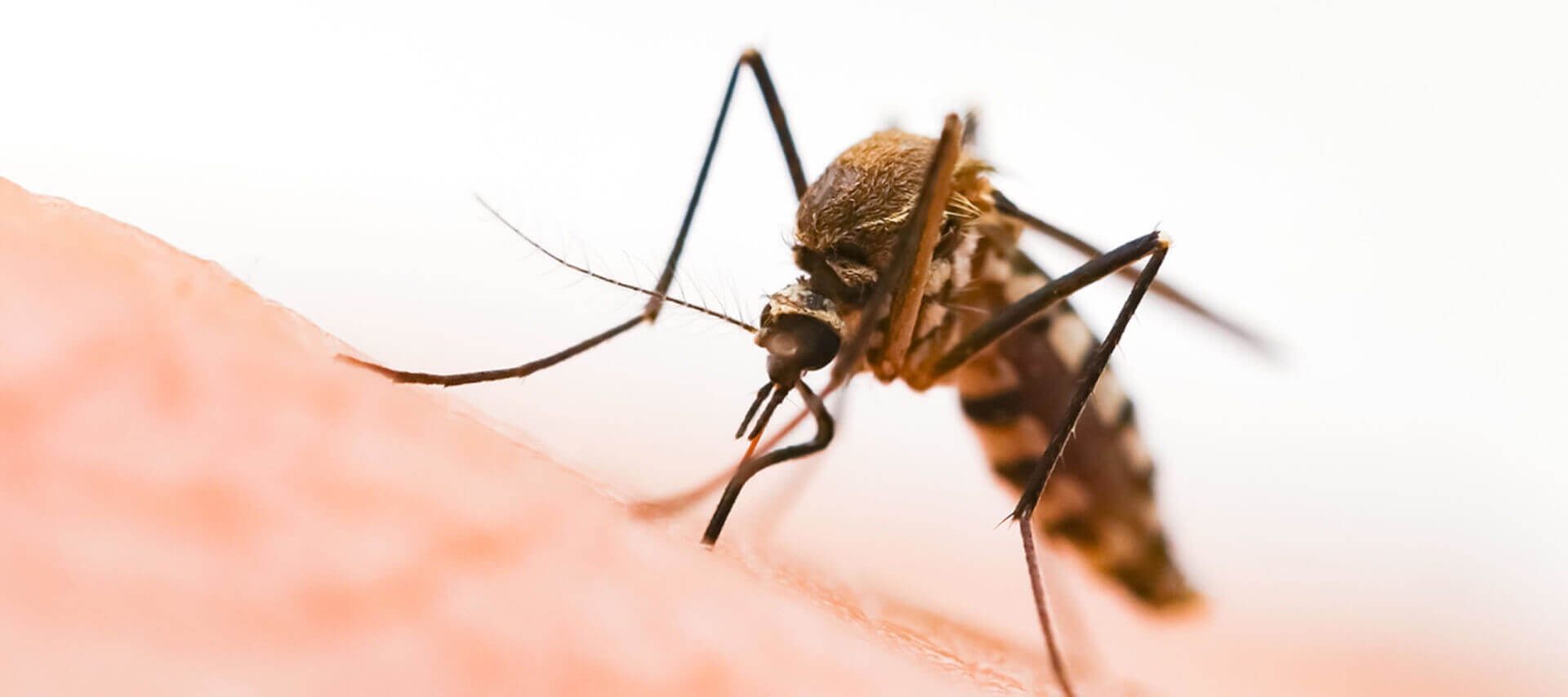 A close-up of a mosquito biting human skin.