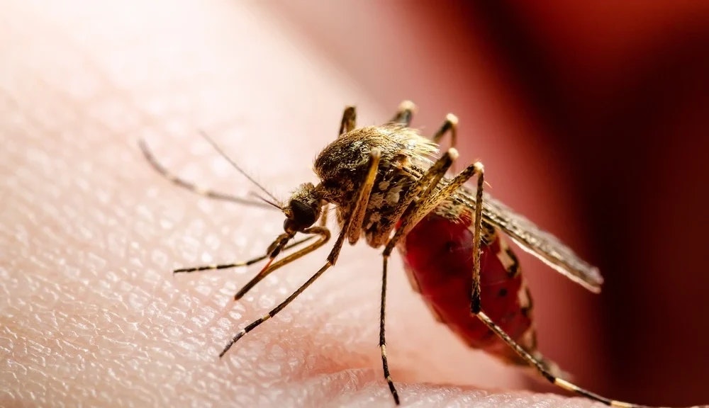 A mosquito sitting on human skin.