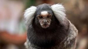 May contain: animal, mammal, monkey, wildlife, zoo, rat, and rodent