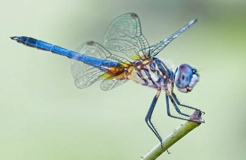 May contain: animal, dragonfly, insect, and invertebrate