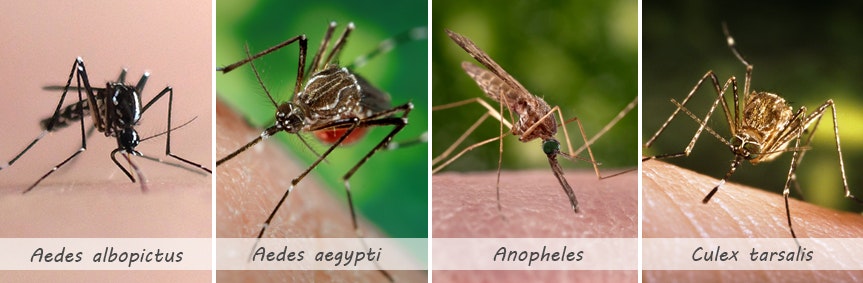 Four types of mosquitoes: Aedes albopictus, Aedes aegypti, Anopheles, Culex tarsalis, shown biting skin.