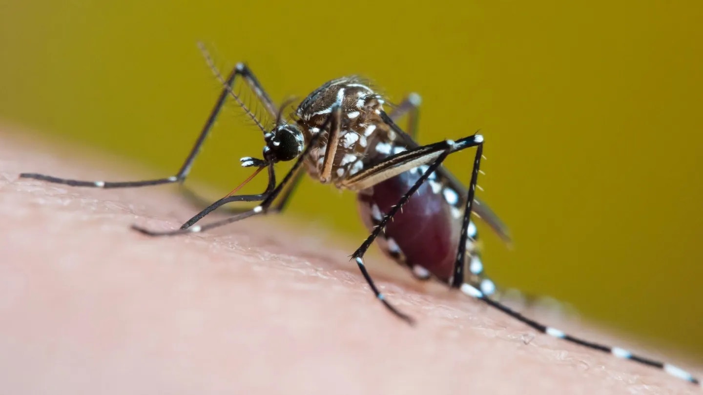A close-up of a mosquito feeding on human skin.