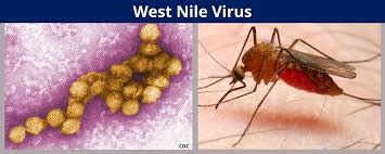 An illustration of the West Nile virus and a mosquito, which transmits the virus.
