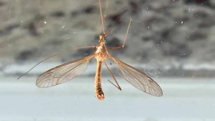 A mosquito (likely female) against a blurry background, probably resting on a surface, with detailed wings and body visible.