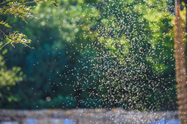 A swarm of small insects flying in the sunlight with green foliage in the background.