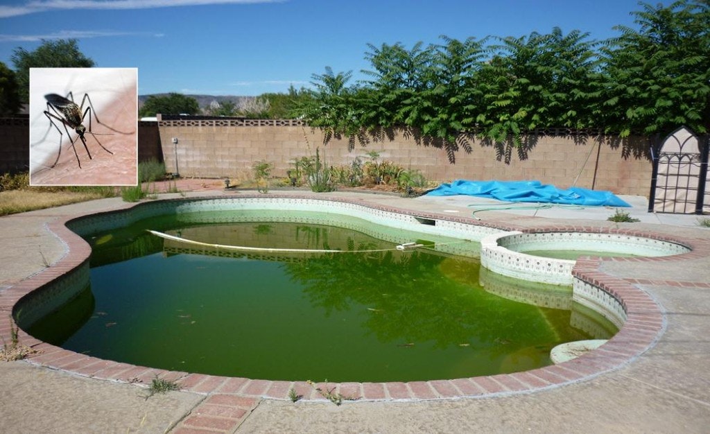 A green, stagnant pool with a mosquito graphic in the corner.