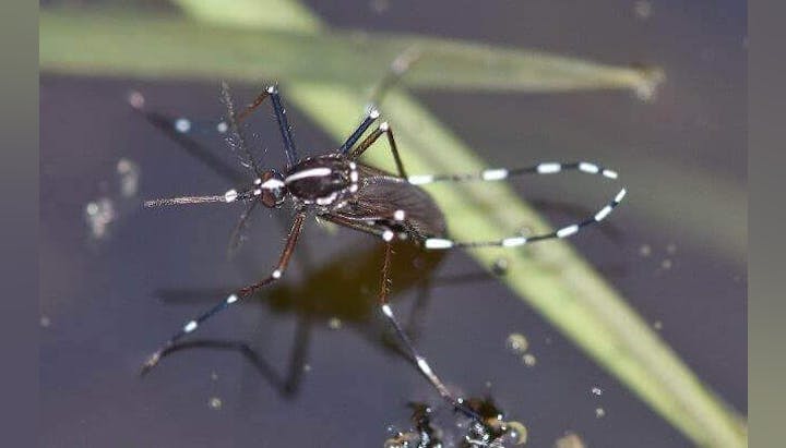 A mosquito standing on water, with a close-up of its body and legs.