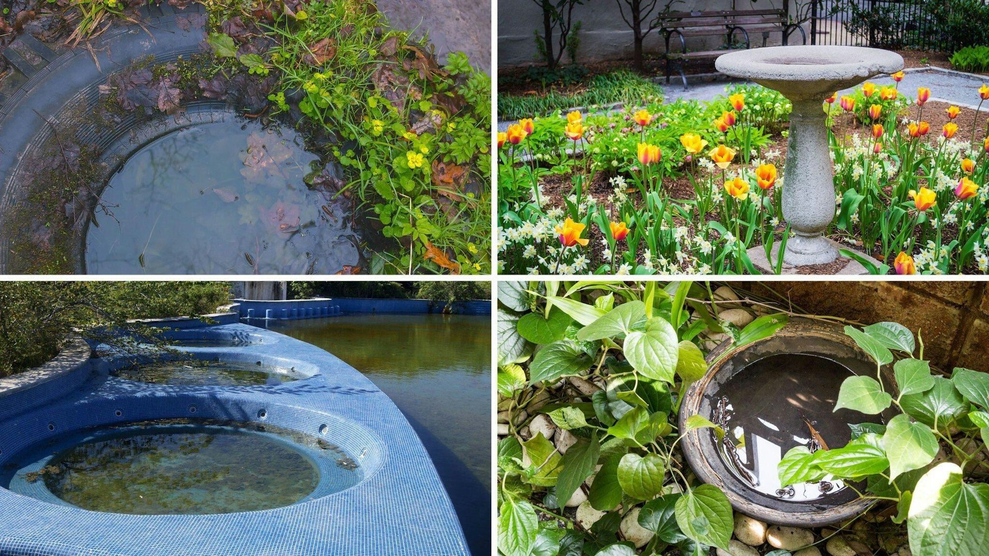 May contain: nature, outdoors, pond, water, garden, hot tub, and tub