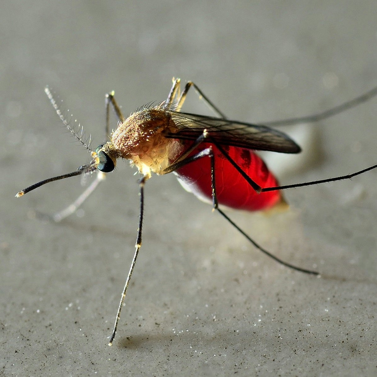 Close-up of a mosquito with an engorged abdomen, likely filled with blood.