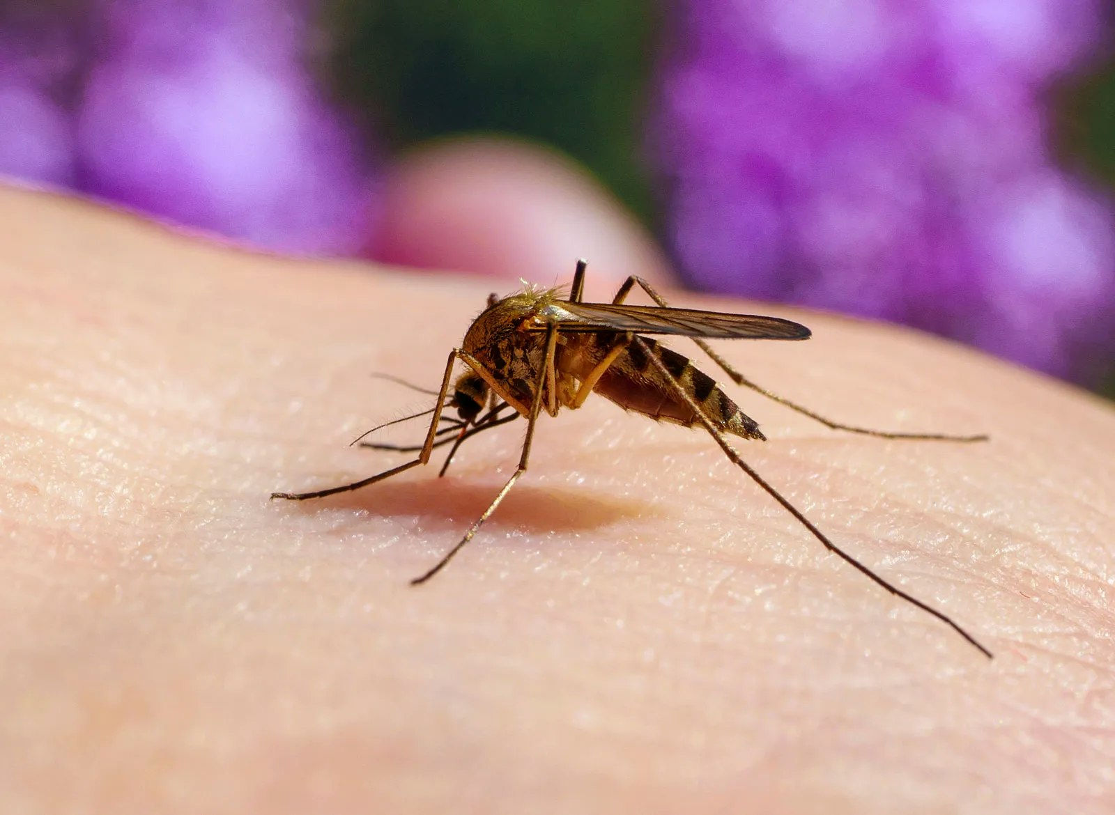 A mosquito is sitting on human skin, possibly feeding.