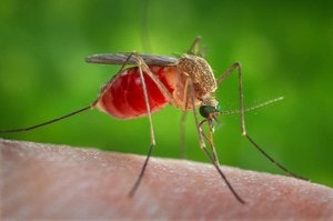 May contain: animal, insect, invertebrate, and mosquito